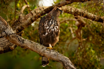 changeable hawk eagle on a branch in Wilpattu National Park, Sri Lanka