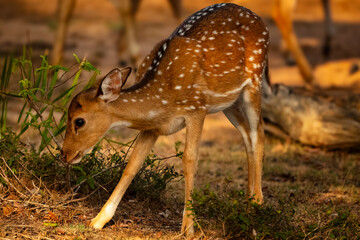 The Sri Lankan axis deer (Axis axis ceylonensis) or Ceylon spotted deer in the Wialpattu National Park, Sri Lanka