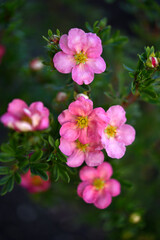Beautiful pink Potentilla flowers on a green bush. Small red flowers of Rosaceae.