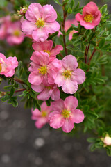 Beautiful pink Potentilla flowers on a green bush. Small red flowers of Rosaceae.