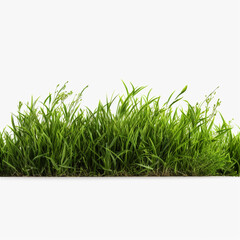 Natural background with young lush green grass in sunlight with beautiful bokeh. AI Generation