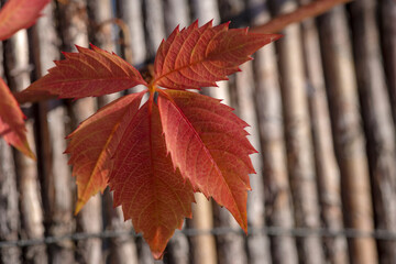 Czerwony wielodzielny liść dzikiego wina w pięknym jesiennym wyglądzie w promieniach jesiennego...