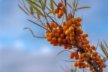 Duża kiść ( grono!?) pomarańczowych małych i dojrzałych owoców rokitnika zwyczajnego (  Hippophae rhamnoides) na gałęzi na tle niebieskiego nieba z chmurkami w jesienne popołudnie. - obrazy, fototapety, plakaty