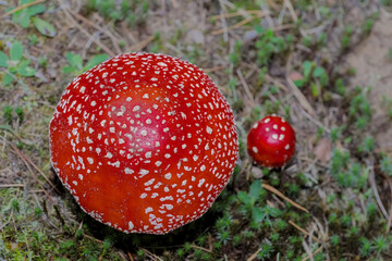 Amanita muscaria - muchomor czerwony piękny (choć bardzo trujący) grzyb wyrosły na leśnej...