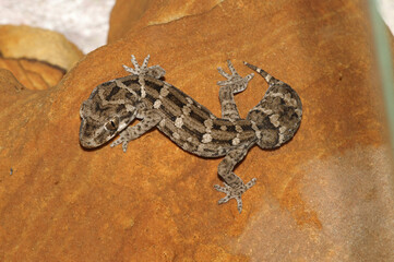 Closeup on Pacific sticky-toed gecko, Dactylocnemis pacificus endemic to New-Zealand