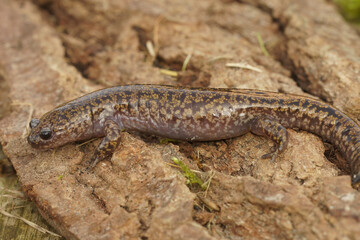 Close up of a Japanese endemic streamside Hida salamander, Hynobius kimurae on a piece of wood