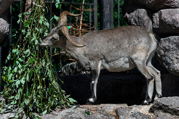 Blue sheep male in the enclosure. Latin name - Pseudois nayaur	