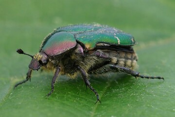 Closeup on a colorful green metallic rose chafer beetle, Cetonia aurata on a green leaf