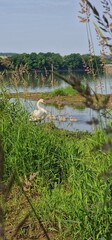 swans ion the pond cygnus olor, czech republic	