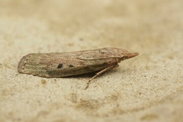 Closeup on a bumble bee wax moth, Aphomia sociella, sitting on a stone