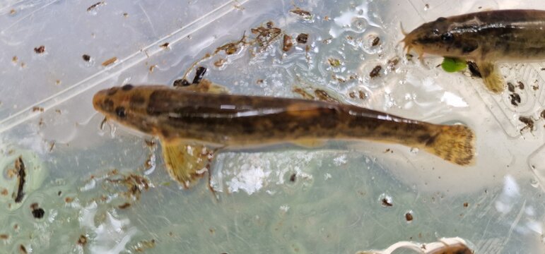  stone loach is a European species of fresh water ray-finned fish in the family Nemacheilidae. It is one of nineteen species in the genus Barbatula.  Barbatula barbatula