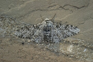 Closeup on the white version of the Peppered moth, Biston betularia © Henk