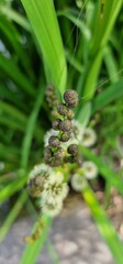 Sparganium erectum, the simplestem bur-reed or branched bur-reed, is a perennial plant species in the genus Sparganium. The larvae of the moth Plusia festucae feed on Sparganium erectum. Subspecies: S