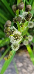 Sparganium erectum, the simplestem bur-reed or branched bur-reed, is a perennial plant species in the genus Sparganium. The larvae of the moth Plusia festucae feed on Sparganium erectum. Subspecies: S