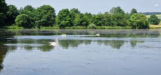 swans  on the pond cygnus olor, czech republic	