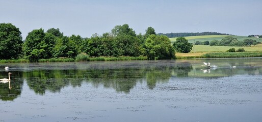 swans in sunset on the pond cygnus olor, czech republic	