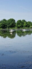 swans in sunset on the pond cygnus olor, czech republic	