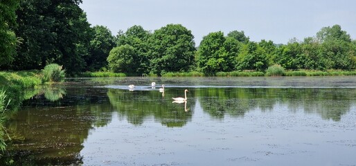 swans in sunset on the pond cygnus olor, czech republic	