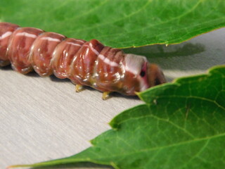 Cerura vinula, the puss moth  is a lepidopteran from the family Notodontidae. 