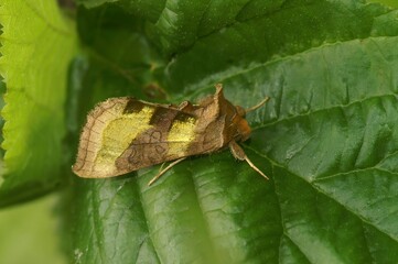Detailed closeup on the colorful burnished brass owlet moth, Diachrysia chrysitis sitting in the vegetation