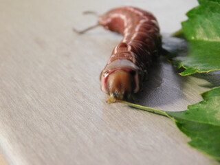 Cerura vinula, the puss moth  is a lepidopteran from the family Notodontidae. 