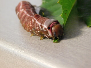 Cerura vinula, the puss moth  is a lepidopteran from the family Notodontidae. 