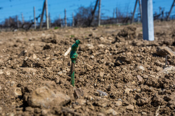Young plantings of grapes