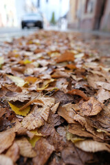 Herbstlaub am Straßenrand