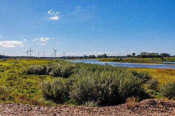 Fototapeta na wymiar Alluvial plain with wild vegetation on banks of Maas river, windmills in Belgian countryside in background, green trees, sunny day in Maasvallei nature reserve in Meers, Elsloo, Netherlands