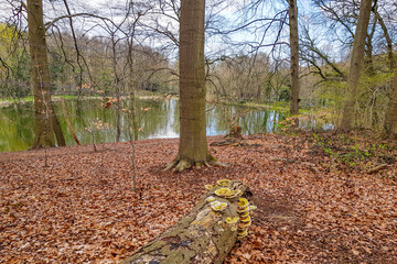 Dutch reserve Strijthagerbeekdal, pond surrounded by bare trees against blue sky in background,...