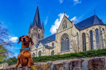 Brown dachshund standing on a brick fence with Roman Catholic church of St. Michael's Abbey against...