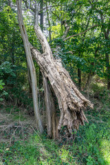 Trunk of an old and dry tree fallen on top of other trees, green leafy wild vegetation in background, Thier de Lanaye nature reserve in Belgian part of Sint-Pietersberg, sunny day in Vise, Belgium