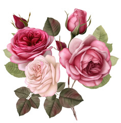 Watercolor illustration of rose flower. beautiful rose watercolor hand-painted isolated on white background.