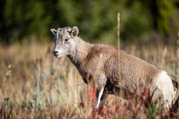 Baby Big Horn Sheep 