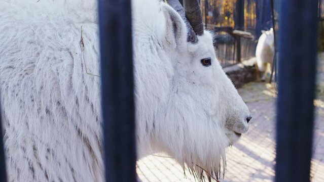 Mountain goat in captivity stands proudly beside a sturdy metal fence. Artiodactyl mammal from the Bovidae family