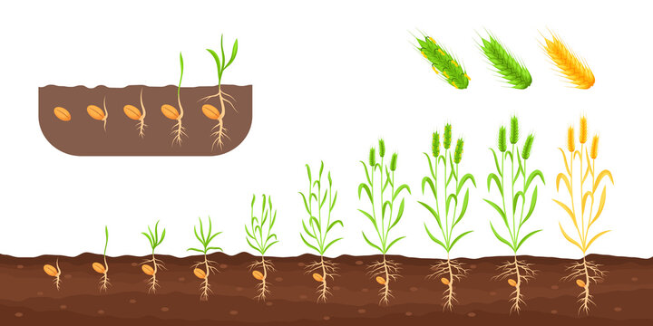 Wheat growth stages. Germination sedding plant, growing sprout plantation, cultivation roots seed, life cycle agriculture growth stages plants