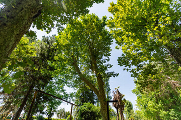 Low angle view of trees against sky