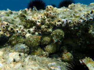 Southern oyster drill or Redmouthed rocksnail (Stramonita haemastoma) undersea, Aegean Sea, Greece, Halkidiki
