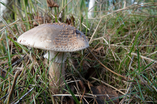 Low angle closeup on a blusher mushroom, Amanita rubescens