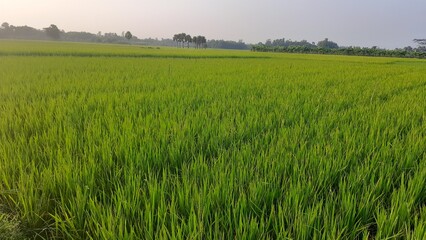 Obraz premium images of rice growing in field