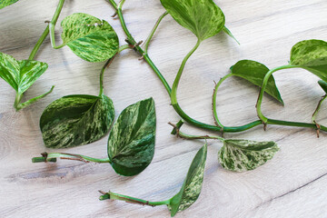 pruning and cuttings of leaves of the tropical houseplant 'Epipremnum Aureum Marble Queen' with white mottling - obrazy, fototapety, plakaty