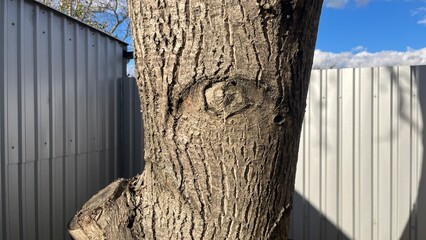 Tree trunk on fence background