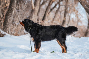 Bernese Mountain Dog in winter in the forest against a background of snow.