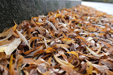 Herbstlaub an einem Randstein