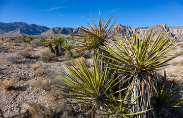 Yucca Tree in the Mountains, Joshua Tree National Park