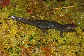 Closeup on a Seal salamander , Desmognathus monticola, sitting on green moss