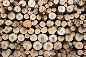 Möbelaufkleber Birch wood texture © SynchR