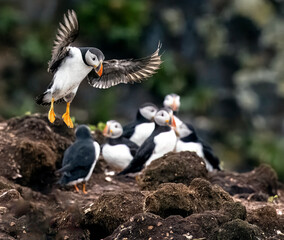 Puffins fishing off the coast of Newfoundland, Canada