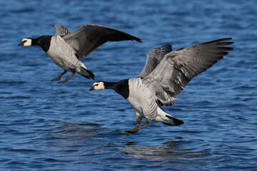 Barnacle goose (Branta leucopsis)
