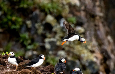 Puffins fishing off the coast of Newfoundland, Canada
